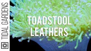 Sarcophyton Toadstool Leather Corals