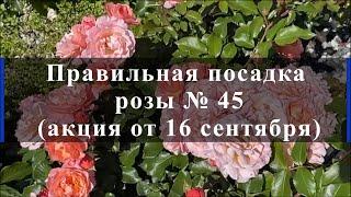 Правильная посадка розы № 45 ( акция от 16 сентября). Питомник растений Е. Иващенко