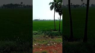 very nice dhaner khet️