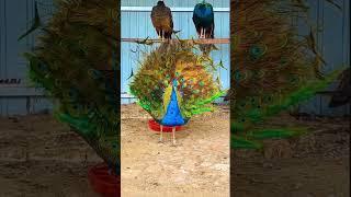 peacock #peacockbeauty #peacock #birds #wildlife #shorts