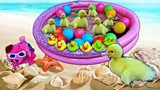 Cute duckling in swimming pool among colorful balls