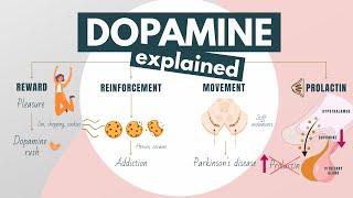 Role of Dopamine in the Brain | Neurotransmitters explained