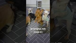 신난 유기견 말티즈 마루 #dog #pets #puppy #멍멍이삼촌