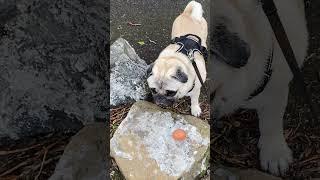 No friend crow#shortvideo #pug #мопс #shortsvideo #shorts #short #crow #raven #dog #dogs #funny