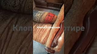 Сильно зараженная квартира клопами. Дезинсекция помещений любой сложности.