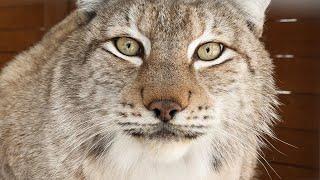 LYNXES SOFTENED WITH JOY OF REUNION / Beaver Forgot How to Raise Its Tail