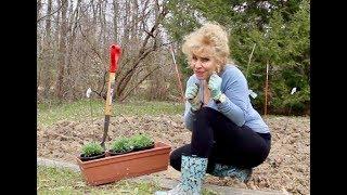 ROOKIE GARDENER: How I grew a fabulous Herb Garden!