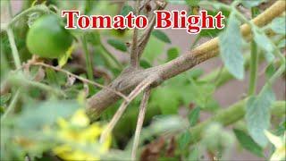 Rescuing Tomatoes From Late Blight