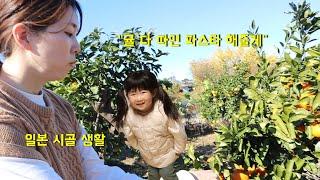 사나 가족 일본 시골 생활 겨울 귤 따기, 10분 만에 만드는 크림파스타!!