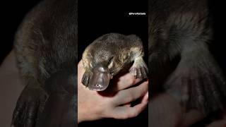 Unexpected traits: Platypus Defies Traditional Gender Roles #shortsfeed #animalfacts