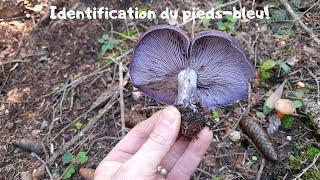 Identification du pied bleu!