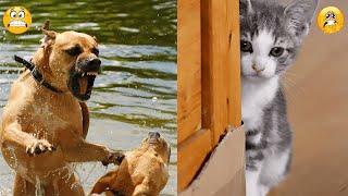 Best Funny Animal Videos of 2024 – Dogs & Cats That Will Make You Laugh!