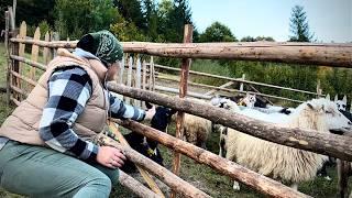 Life in a mountain village: we go to the shepherds for cheese in the mountains