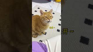 【#猫咪叫不苦】咪被做局了,但咪善良~ #萌宠出道计划 #记录猫咪日常 #铲屎官的乐趣