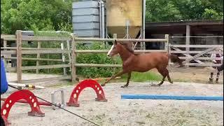 Sisley x Rexar 2yo mare for sale