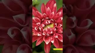 OLEG MOROZOV AND SCHOOL TOF - PIANO - IMPROVISATION