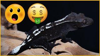 The $20000 Gecko- Who Spends This Much, And WHY???