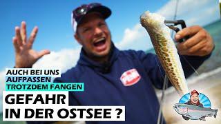 Giftiger Fisch! Petermännchen und Makrelenangeln am Strand der Ostsee im Sommer | FANG MIT FABI 9