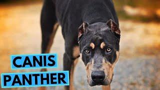 Canis Panther Dog Breed - TOP 10 Interesting Facts