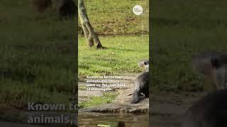 Mischievous otters come face-to-face with a cobra | USA TODAY #Shorts