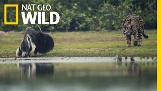 Jaguar and Giant Anteater Standoff Ends With a Twist | Nat Geo Wild