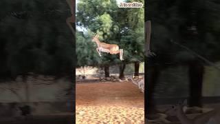 Deer full enjoy zoo garden#deer #zoo #comedy #comedy #village #funny #youtube #love #newvideo