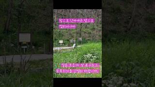 여기까지만 왔어요.  아직 통행이 제한되어 있어요 (2025년 6월 12일 촬영) # 만휴정