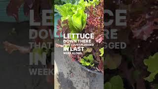 Container garden love continues… I’ll say it again, large containers are the ticket