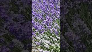 Witness the Astonishing Sight of Lavender Fields in Thessaloniki!