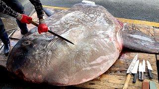 1.2T Incredible Giant Sunfish Cutting Skill  개복치 / Korean street food