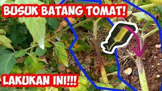 Pengendalian Busuk Batang Tomat | Tomato Pith Necrosis | Pengendalian Pseudomonas corrugata