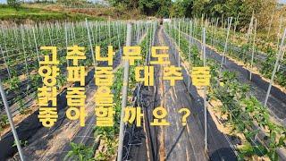 같은날 심은 터널고추와 노지고추는어떤 차이를 보였을까요