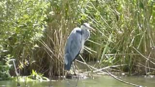 Heron bird -  Ardea cinerea - Gráhegri  - Vaðfuglar - Fuglalíf