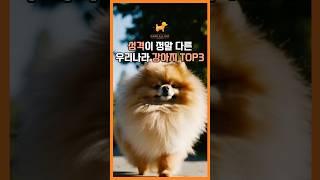 성격이 정말 다른 우리나라 대표 강아지 TOP