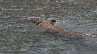 Komodo Dragons Indonesia / Komodo Varane Indonesien