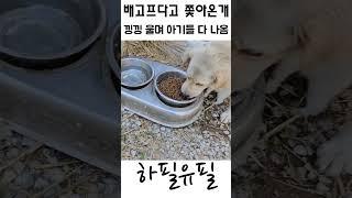 사나운 리트리버가 갑자기 찾아와서 안가고 버티는 절박한 이유 2탄