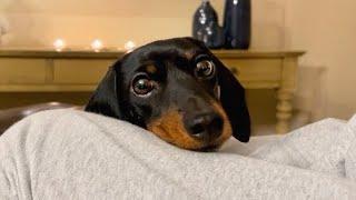 In front of the fireplace with 3 Mini Dachshunds.