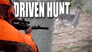 DRIVEN HUNT FOR FALLOW DEER - Moose and fallow deer - (Eng. subs)