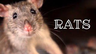 Rats  Urban Wildlife | Animal Science