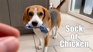 Will My BEAGLE Trade My Sock for Chicken? Funny dogs Louie & Marie