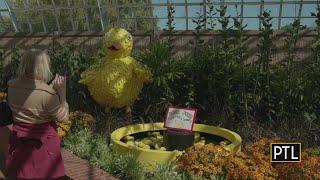 A look at Phipps Conservatory's fall flower show