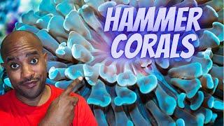 Beginners guide #Branching Hammer corals