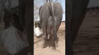 world no 1banni  Buffalo kutch #kundhibuffalo  #world biggest udder Buffalo #shorts