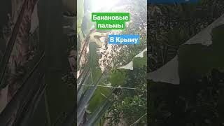 Впервые увидели в Крыму банановые пальмы, на территории монастыря.#крым #россия #православие