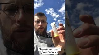 Матки карпатской породы свободного облёта. #пчеловодство #beekeeper #beekeeping #bees #матководство