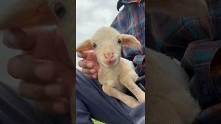 Cute baby lamb  #shorts #baby #lamb #youtubeshorts | Baby Tube