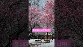 홍매화가 눈을 만나면 #설중홍매 #홍매화 #국립광주박물관 #광주#설중매 #설경