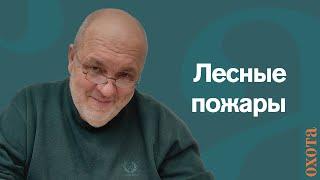 Лесные пожары. Валерий Кузенков об ущербе лесу и дикому миру от огня.