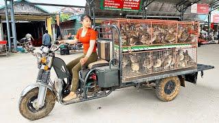 Harvesting 150 Quails Goes To The Market Sell - Buy 100 Chicks To Raise | Tiểu Vân Daily Life