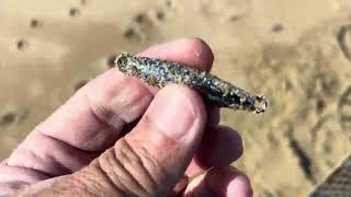 Metal detecting with Monterey magnet man you won’t believe what he did ?￼